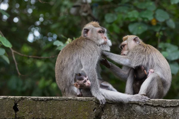 Familia de monos en bosque sagrado de monos Ubud Bali Indonesia — Foto de Stock