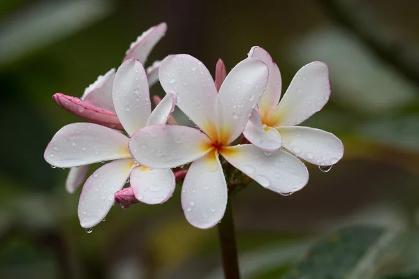 Bílá keře květiny v plném květu v létě. Plumeria. — Stock fotografie