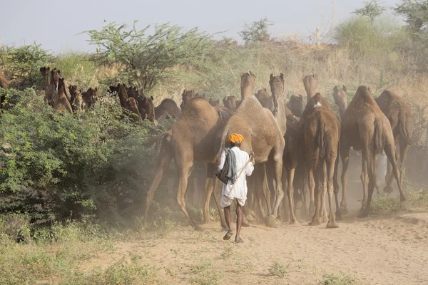 印度男子参加年度普虚卡骆驼节 — 图库照片
