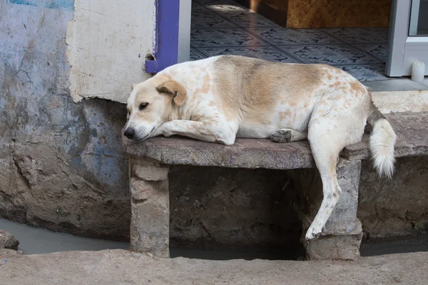 Perro sin hogar durmiendo en la calle, India — Foto de Stock