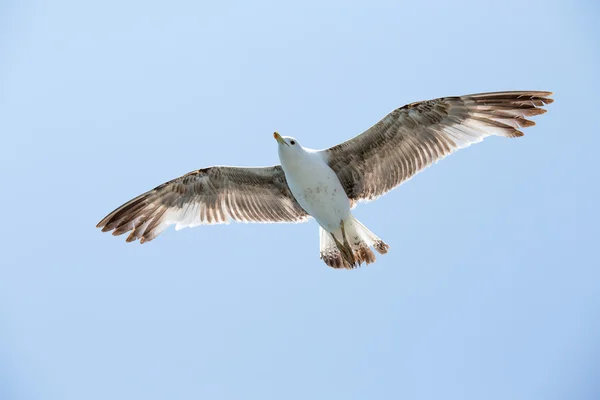 Seagull vliegen onder de blauwe hemel — Stockfoto