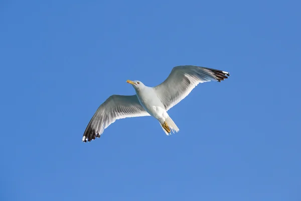 Seagull flying among blue sky — Stock Photo, Image