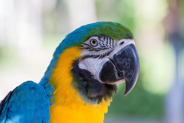 バリ バード パーク、インドネシアで青と黄色のコンゴウインコ オウム — ストック写真