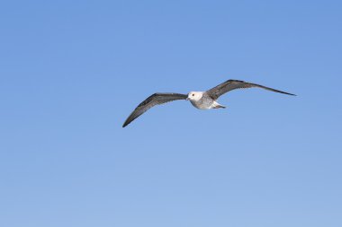 Mavi gökyüzü arasında uçan martı