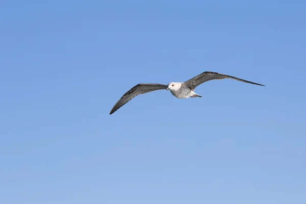 Seagull flying among blue sky — Stock Photo, Image