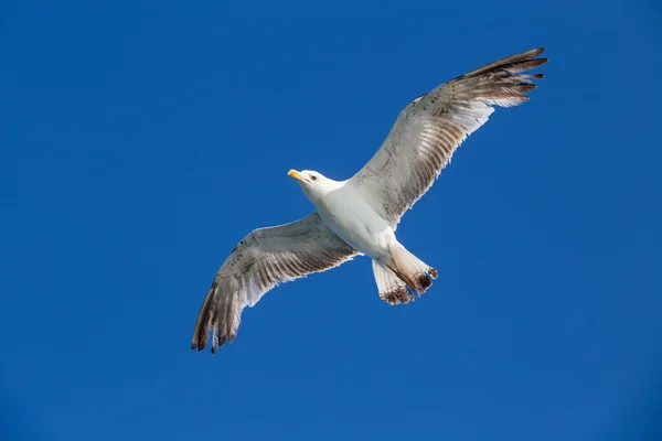 Seagull vliegen onder de blauwe hemel — Stockfoto