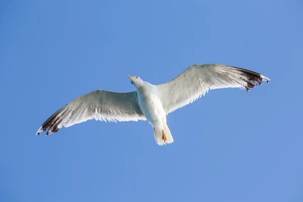 Seagull vliegen onder de blauwe hemel — Stockfoto