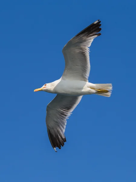 Seagull flying among blue sky — Stock Photo, Image