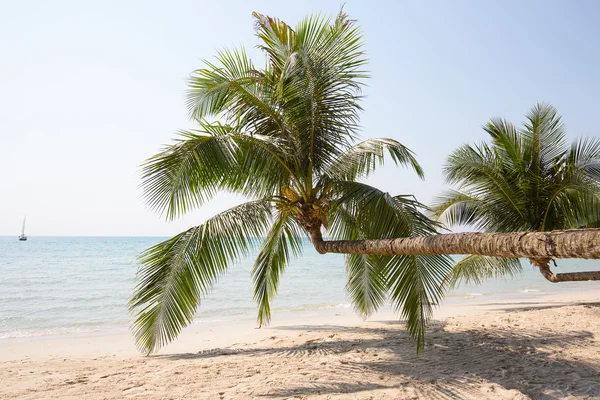 Palma da cocco sulla spiaggia, Thailandia — Foto Stock