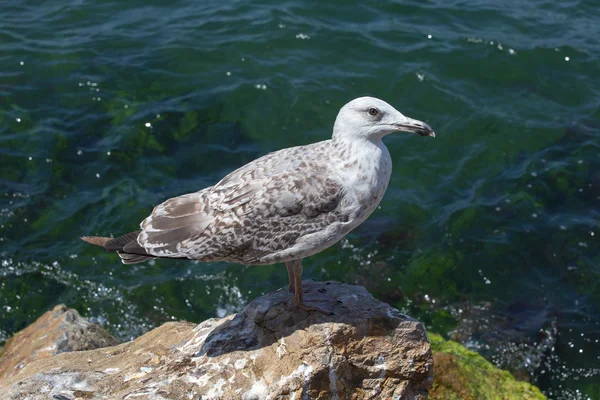 Gaivota sentada sobre uma rocha perto do mar — Fotografia de Stock