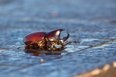 Gergedan böceği, Rhino beetle, Herkül böceği, tek boynuzlu at böceği, boynuz böceği. Endonezya