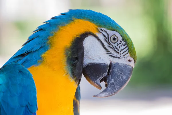 Burung beo biru dan kuning di Taman Burung Bali, Indonesia — Stok Foto