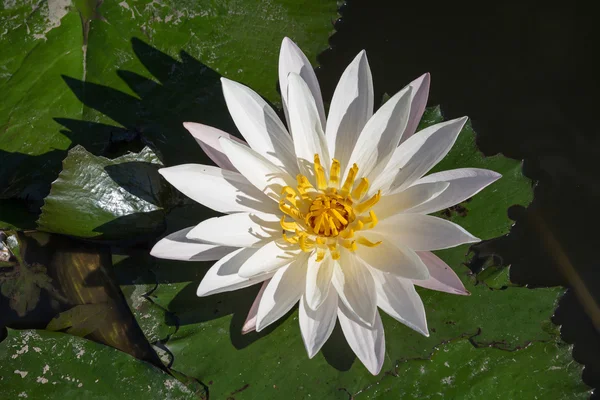Blossom white lotus flower — Stock Photo, Image