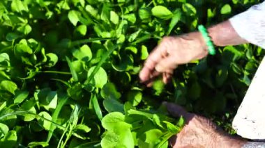 Hoi An, Vietnam yakınlarındaki bir vejetaryen köyünde çalışan yaşlı bir Vietnamlı kadının ellerini yakın tutun.