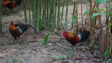 Tayland 'da kırmızı haçı olan küçük horoz, yaklaş.