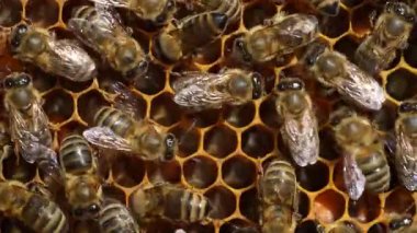 Bal peteği üzerinde çalışan arı, kapat. Arıların kolonisi. Kırsalda arıcılık. Macro bal peteğinde bir kovanla, bal ve polenle balmumu hücreleriyle çekim yapıyor. Taraklarda bal