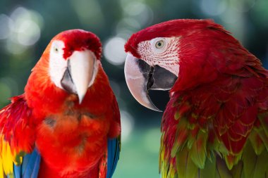 Bali kuş Parkı,, Endonezya kırmızı papağan