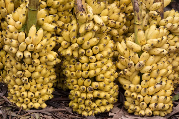 Muita banana madura de fundo no mercado — Fotografia de Stock