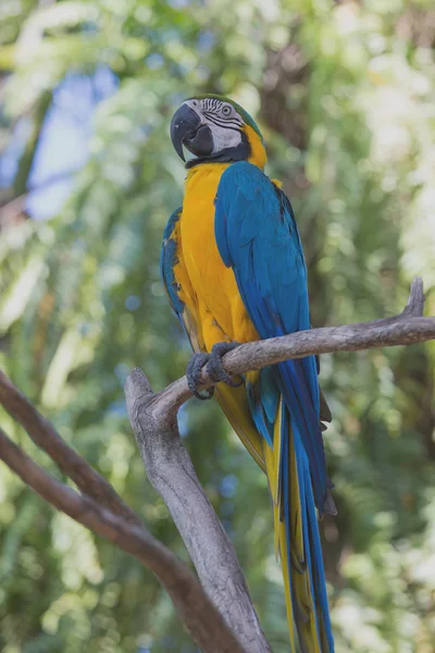 Blue and Yellow Macaw Parrot in Bali Bird Park, Indonesia — Stock Photo, Image