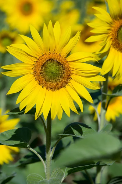 Sunflower field in Ukraine, close up — Stock Photo, Image