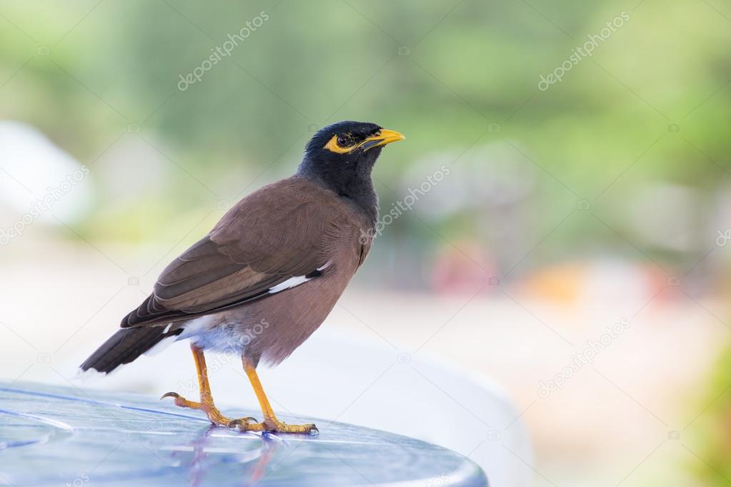 Bird standing on table,  Mynah , Gracula religiosa bird