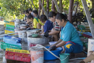 Kadın balıkçı köyü kurutma kalamar temizledim. Koh Samui, Tayland