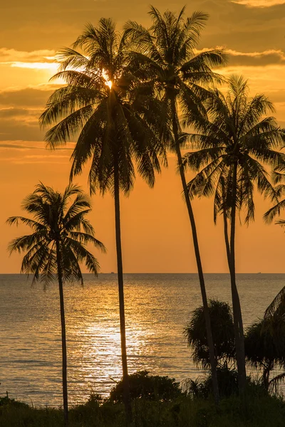 Silhouette di palme sulla spiaggia tropicale tramonto — Foto Stock