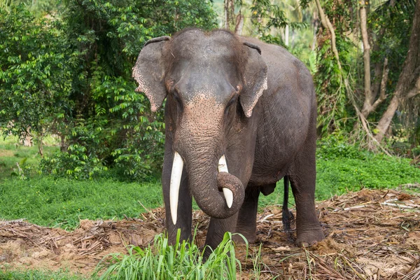 Elefante en Tailandia —  Fotos de Stock