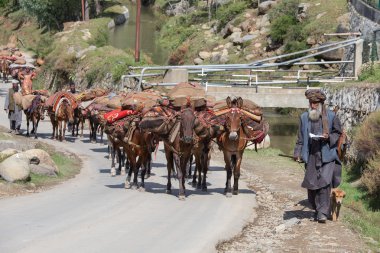 Hintli Müslüman erkek ve karavan atların Srinagar, Keşmir, Hindistan. 