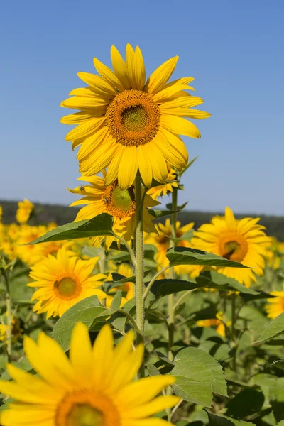 Gelbe Sonnenblumen und blauer Himmel, Ukraine — Stockfoto