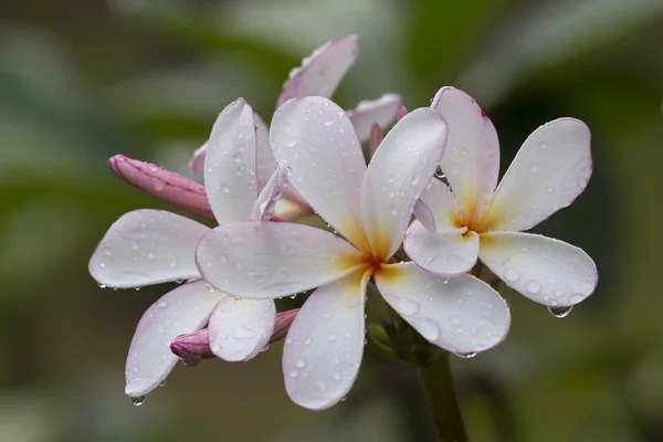 White Frangipani flower at full bloom during summer after the rain. Plumeria. — Stock Photo, Image
