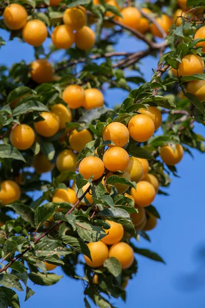 Cherry-plommon träd med frukter som växer i trädgården — Stockfoto
