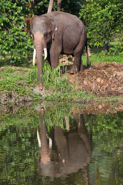 Elefant i thailand — Stockfoto