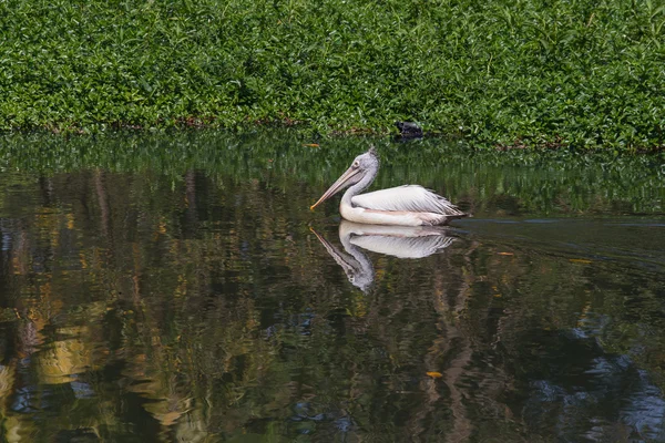 Adulto pelicano nadando em uma lagoa — Fotografia de Stock