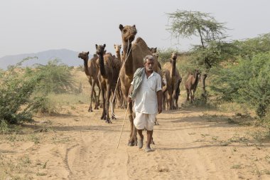 Hintli ve deve Pushkar, Hindistan