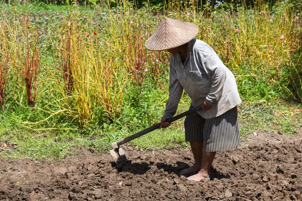 Old woman farmer holding spade at field. Bali, Indonesia