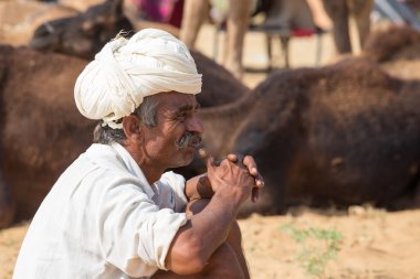 Hintli ve deve Pushkar, Hindistan