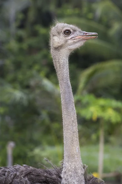 Ostrich head closeup — Stock Photo, Image