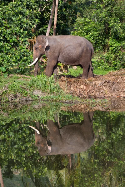 Elefant i thailand — Stockfoto