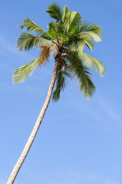 Κοκοφοίνικα παλάμη δέντρο και μπλε ουρανό, Φιλιππίνες — Φωτογραφία Αρχείου