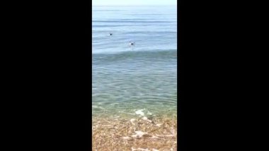 Martılar sakin denizin dalgalarında salınarak yüzerler. Dikey video.