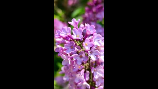 Close-up bloemen van een lila struik zwaaien in de wind verticale video. — Stockvideo