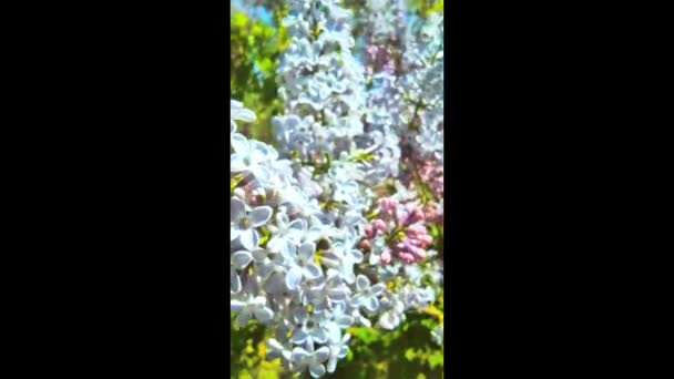 Blommande gren av syren svajande i vindkameran rörelse framåt vertikal video. — Stockvideo