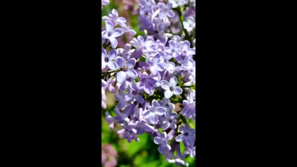 Una rama de color lila floreciente balanceándose en el video vertical del viento. — Vídeo de stock