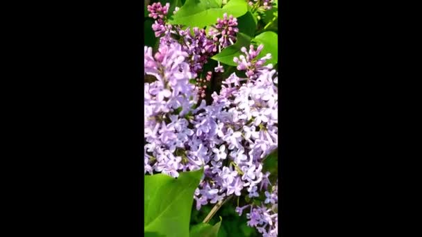 Mouvement de la caméra sur une branche lilas en fleurs vidéo verticale. — Video