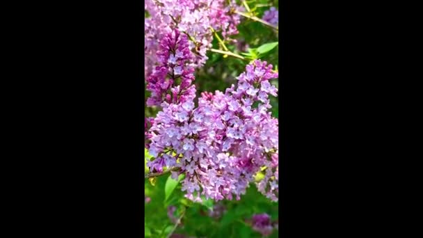 수직 영상을 클로즈업 한 봄 라일락 숲. — 비디오