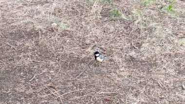 Little tit bird jumping on the ground