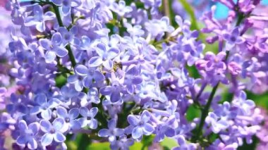 Rüzgarda sallanan çok güzel leylak