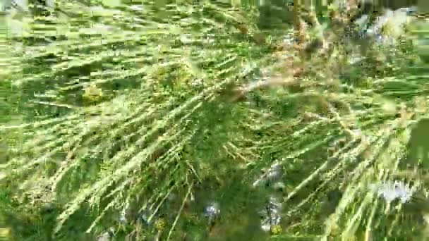 若い円錐形をした早春の松の枝。カメラがズームアウト — ストック動画