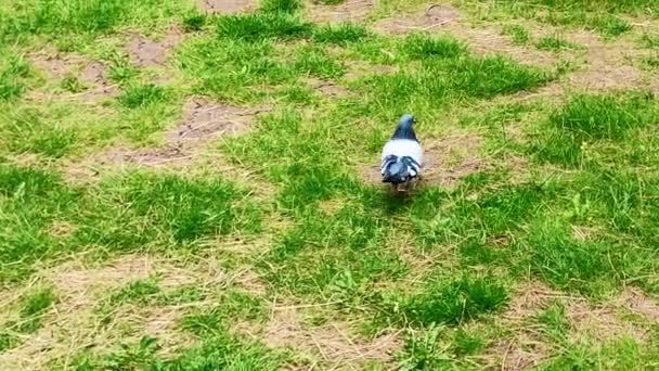 Hejno holubů chodí po trávě ve veřejném parku a hledá jídlo — Stock video